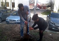 Коммунисты сажают деревья в тульских дворах Коммунисты сажают деревья в тульских дворах