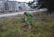 Алексин присоединился к акции «Сад Победы - Сад Жизни»