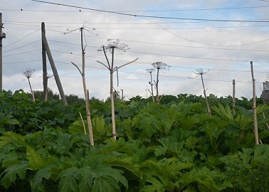 Депутат-коммунист Светлана Белоус помогла селянам из Новомосковского района в решении актуальных проблем по  электроснабжению и ликвидации борщевика Сосновского