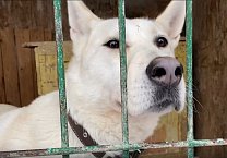 Коммунисты и комсомольцы Тульской области помогли очистить от снега питомник "Любимец" Коммунисты и комсомольцы Тульской области помогли очистить от снега питомник "Любимец"
