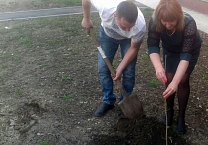 Коммунисты сажают деревья в тульских дворах Коммунисты сажают деревья в тульских дворах