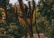 Кимовские коммунисты добились опиловки деревьев во дворе дома №5 по улице Молодежной