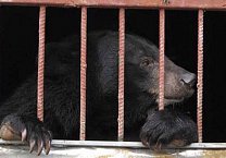 Олег Лебедев выступил соавтором законопроекта о запрете содержания диких животных в домашних условиях Олег Лебедев выступил соавтором законопроекта о запрете содержания диких животных в домашних условиях