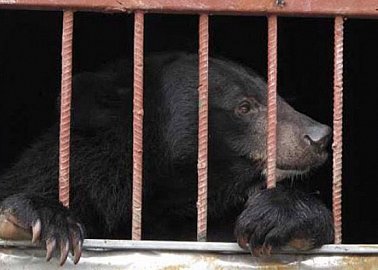 Олег Лебедев выступил соавтором законопроекта о запрете содержания диких животных в домашних условиях
