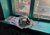 Почтовые ящики в новомосковском МКД установлены после вмешательства депутата-коммуниста Светланы Белоус Почтовые ящики в новомосковском МКД установлены после вмешательства депутата-коммуниста Светланы Белоус